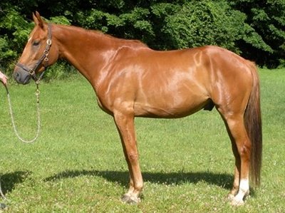 Prince, Irish Sport Horse